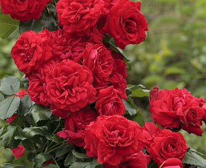 Купить саженцы Негреско (Negresco, Crimson Sky) Плетисті троянди фото