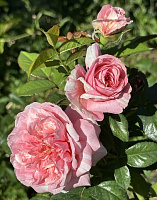 Купить саженцы Mascaret (ORA 459-11) Нові надходження 2026 фото