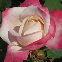 Купить саженцы Parfum Tropical Чайно-гібридні троянди фото