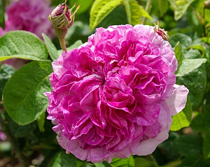 Ipsilanté продажа в Украине Їстівні троянди фото Купить саженцы Ipsilanté Їстівні троянди фото