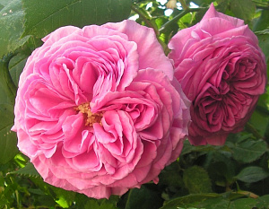 Koszuty продажа в Украине Їстівні троянди фото Купить саженцы Koszuty Їстівні троянди фото