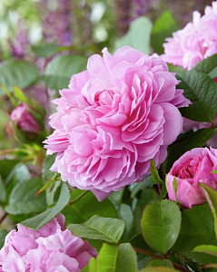 Купить саженцы Жак Картье (Jacques Cartier, Marquise Boccella) Старинные розы  фото