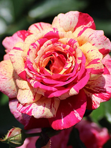 Купить саженцы Broceliande (ADAterhuit) Ароматні троянди фото