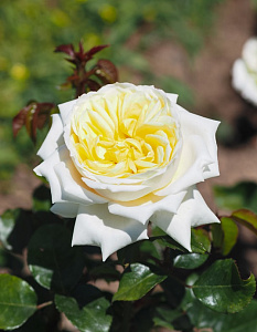 Купить саженцы Rose-Marie (DORanter) Нові надходження 2026 фото