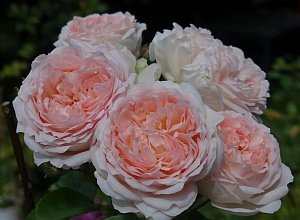 Клара'с Чойс (Clara's Choice, Clara's Apricot) продажа в Украине Флорібунда фото Купить саженцы Клара'с Чойс (Clara's Choice, Clara's Apricot) Флорібунда фото