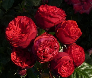 Купить саженцы Піано (Piano, Hope and Glory) Чайно-гібридні троянди фото