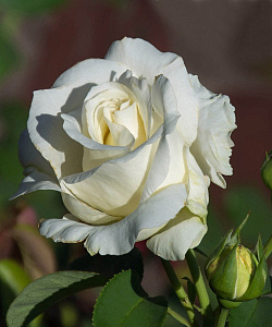 Купить саженцы Шопен (Chopin, Frederic Chopin) Ароматні троянди фото