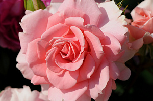 Купить саженцы You're Beautiful (Ville de Saumur) Троянди Fryer фото