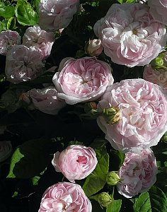 Купить саженцы Duchesse De Montebello Старовинні троянди фото