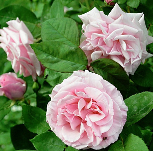 Купить саженцы Кэтлин Харроп (Kathleen Harrop) Плетисті троянди фото