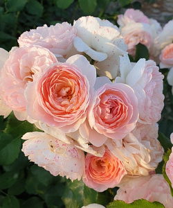 Купить саженцы  Герміона (Hermione, Miss Granger) Нові надходження 2026 фото