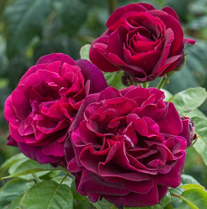 Rose du Roi à Fleurs Pourpres (Crimson Superb, Mogador) продажа в Украине Старовинні троянди фото Купить саженцы Rose du Roi à Fleurs Pourpres (Crimson Superb, Mogador) Старовинні троянди фото