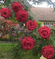 Купить саженцы Le Grand Huit (Commandant Cousteau Cl, Red Flame) Плетисті троянди фото