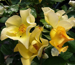 Купить саженцы  Butter & Eggs Флорібунда фото