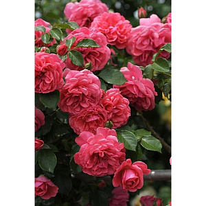 Купить саженцы Розариум Утерсен (Rosarium Uetersen) Плетисті троянди фото