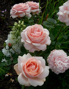 Купить саженцы Афродіта (Aphrodite, Laurette Fugain) Чайно-гібридні троянди фото