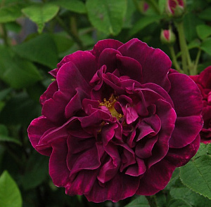 Купить саженцы  Sissinghurst Castle (Rose des Maures) Старовинні троянди фото