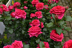 Купить саженцы Режіс Маркон (Regis Marcon, DELpargentro) Троянди Delbard фото