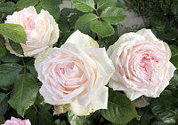 Купить саженцы Мадам Анізете (Madame Anisette,Madame de la Valliere) Чайно-гібридні троянди фото