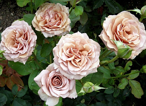 Купить саженцы Mokarosa (Mocha Rosa, FRYwitty) Троянди рідкісних кольорів фото