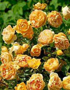 Купить саженцы Ліззі (Starlet Rose Lizzy, Xcellence de Frontignan) Плетисті троянди фото