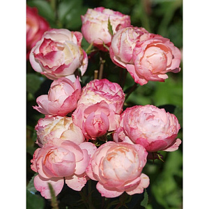 Купить саженцы Dolcezza (BARdolc) Троянди Barni фото