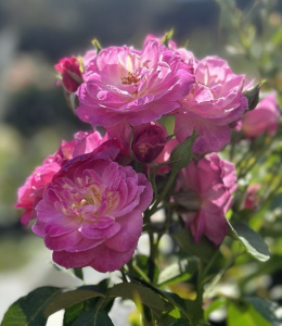 Купить саженцы Kuchenne Wynalazki (Kitchen Delight) Їстівні троянди фото