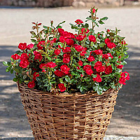 Zepeti (Petite Knock Out) продажа в Украине Шраби ЗКС фото Купить саженцы Zepeti (Petite Knock Out) Шраби ЗКС фото