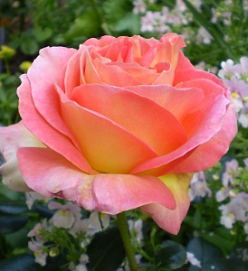 Купить саженцы Елль (Elle) Чайно-гібридні троянди фото