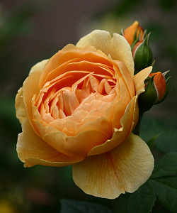 Купить саженцы Кэролин Найт (Carolyn Knight) Английские розы фото