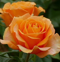 Купить саженцы Disting'o Orange Cl (WEKausujucton, Golden Opportunity) Плетисті троянди фото