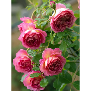 Купить саженцы Джубілі Селебрейшн (Jubilee Celebration) Англійські троянди фото