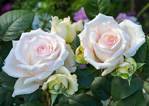 Купить саженцы  Certinia (Lovely White Voluptia) Нові надходження 2026 фото