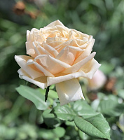 Купить саженцы Folie'flore (BARmacreme) Чайно-гібридні троянди фото
