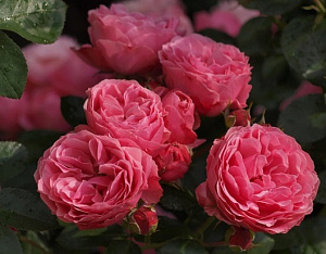 Купить саженцы Меджік Рококо (Magic Rokoko, Tan09415) Троянди Tantau фото