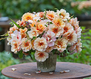 Купить саженцы  See You in Apricot Троянди KORDES  фото