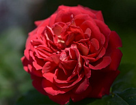 Купить саженцы  Лямі Де Жардан (L'Ami des Jardins, GUIlladjar) Чайно-гібридні троянди фото