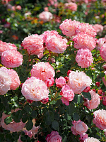 Купить саженцы David Hockney (MEIbritty) Плетисті троянди фото