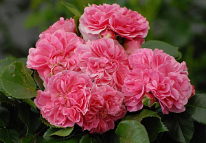 Купить саженцы   Pink Swany (Les Quatre Saisons, Meifafio) Ґрунтопокровні троянди фото