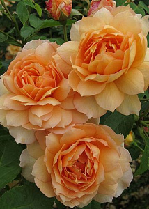 Купить саженцы Грейс (Grace) Английские розы фото