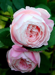 Купить саженцы Мадам П'єр Оже (Mme Pierre Oger) Старовинні троянди фото