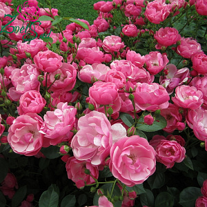 Купить саженцы Анжела (Angela, Angelica) Троянди зі знаком якості ADR фото