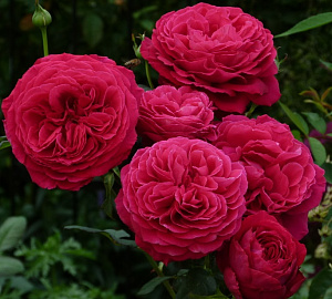 Купить саженцы Proper Job (Gospel, Meier Tann Ruti-Rose) Чайно-гібридні троянди фото