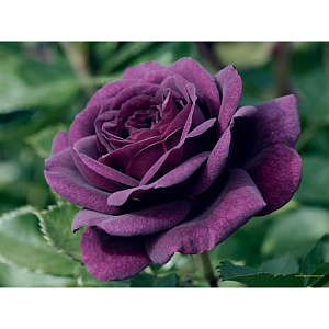 Купить саженцы Ebb Tide (Purple Eden) Троянди Tom Carruth фото