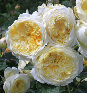 Купить саженцы Пілгрім (The Pilgrim, AUSwalker) Англійські троянди фото