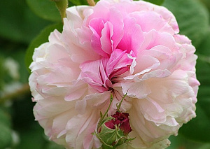 Léda (Painted Damask, White Léda) продажа в Украине Їстівні троянди фото Купить саженцы Léda (Painted Damask, White Léda) Їстівні троянди фото