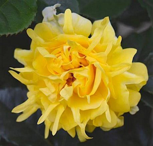 Сплендід Раффлс (Splendid Ruffles) продажа в Украине Флорібунда ВКС фото Купить саженцы Сплендід Раффлс (Splendid Ruffles) Флорібунда ВКС фото