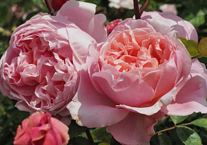 Купить саженцы Бразер Кедфел (Brother Cadfael) Англійські троянди фото