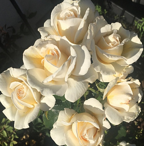 Купить саженцы Мері Бері Роуз (Mary Berry Rose, HARupon) Троянди Harkness фото