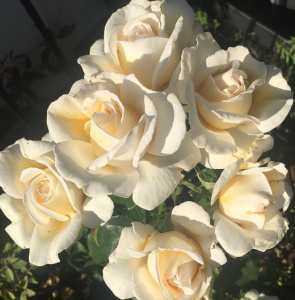 Купить саженцы Мері Бері Роуз (Mary Berry Rose, HARupon) Троянди Harkness фото